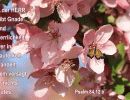 Psalm 84,12 b - Der Herr gibt Gnade und Herrlichkeit, wer in Lauterkeit wandelt, dem versagt er nichts Gutes