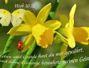 Hiob 10,12 - Leben und Gnade hast du mir gew&auml;hrt, und deine F&uuml;rsorge bewahrte meinen Geist
