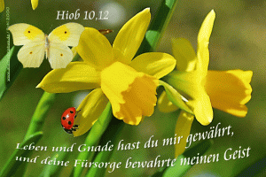 Hiob 10,12 - Leben und Gnade hast du mir gew&auml;hrt, und deine F&uuml;rsorge bewahrte meinen Geist