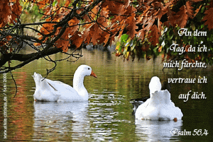 Psalm 56,4 - An dem Tag, da ich mich f&uuml;rchte, vertraue ich auf dich.