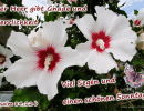Psalm 84,12 b - Der Herr gibt Gnade und Herrlichkeit